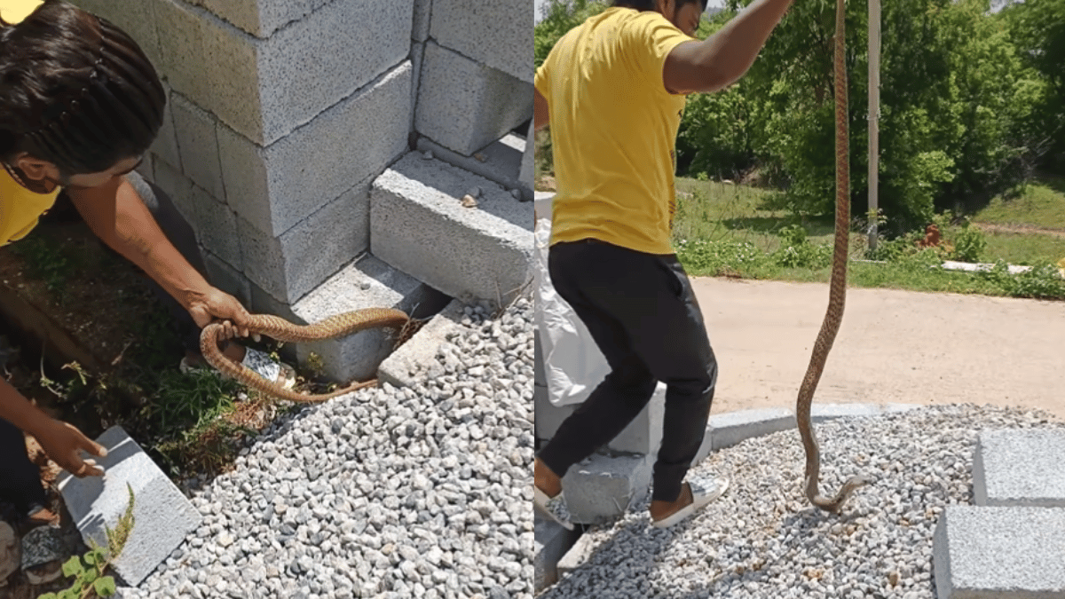 viral-video-man-catches-giant-cobra-with-bare-hands-internet-stunned